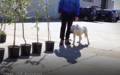 La FAO dedica un video alla ricerca con i cani anti-Xylella in Puglia